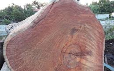 Gỗ cẩm hồng là gỗ gì? Thuộc nhóm mấy và có quý hiếm không?