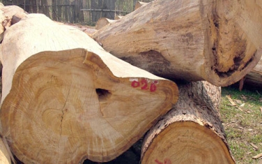 Gỗ cứng, gỗ mềm và những điều bạn cần biết.